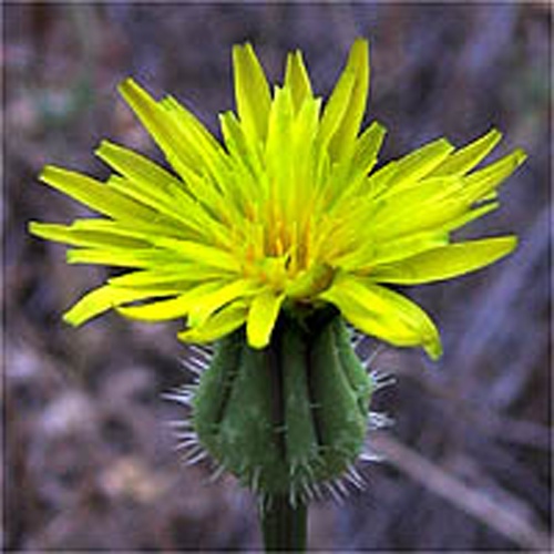 Urospermum picroides © Anthony Valois and the National Park Service