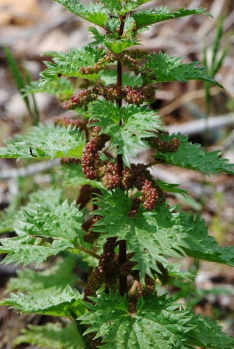 Urtica atrovirens © <a href="//commons.wikimedia.org/wiki/User:Pancrat" title="User:Pancrat">Pancrat</a>