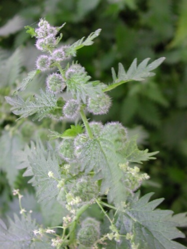 Urtica pilulifera © Pierre AUROUSSEAU - Guy-Georges GUITTONNEAU