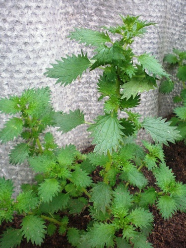Urtica urens &copy; <a href="//commons.wikimedia.org/wiki/User:Hugo.arg" title="User:Hugo.arg">Hugo.arg</a>