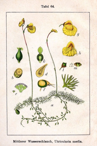 Utricularia intermedia © Johann Georg Sturm (Painter: Jacob Sturm)