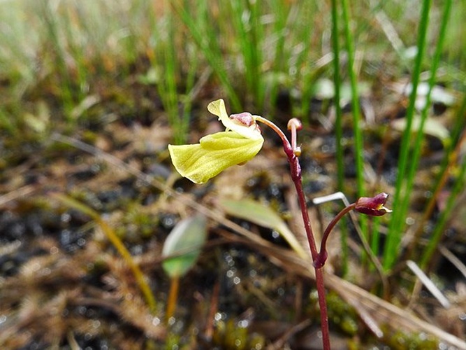 Utricularia ochroleuca &copy; Katy