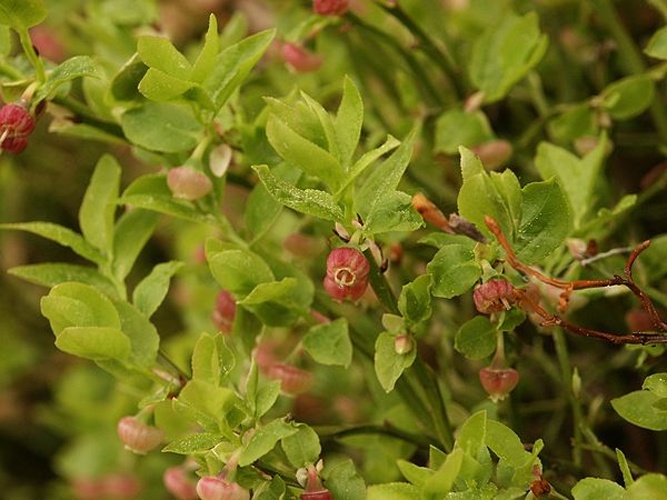 Vaccinium myrtillus &copy; 
