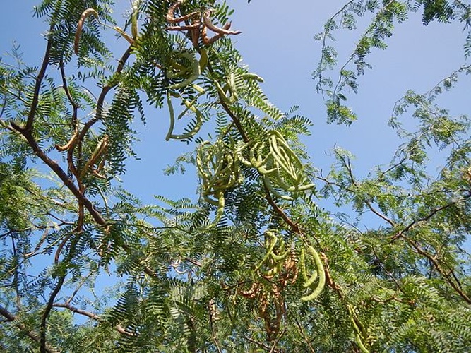 Vachellia farnesiana &copy; <a href="//commons.wikimedia.org/wiki/User:Judgefloro" title="User:Judgefloro">Judgefloro</a>