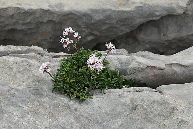 Valeriana apula © <a href="https://fr.wikipedia.org/wiki/User:Cptcv" class="extiw" title="fr:User:Cptcv">Cptcv</a>