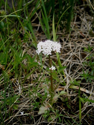marsh valerian © <a href="//commons.wikimedia.org/wiki/User:Meneerke_bloem" title="User:Meneerke bloem">Meneerke bloem</a>