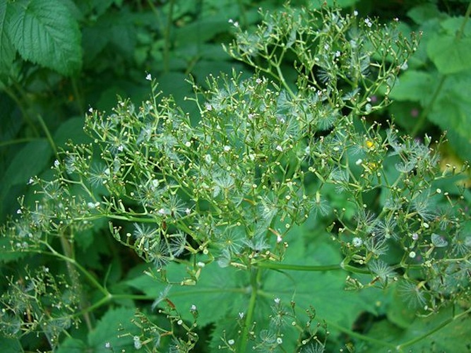 Valeriana pyrenaica &copy; <a rel="nofollow" class="external text" href="https://www.flickr.com/people/simonjoan/">"pastilletes"/Joan Simon</a>, Barcelona, España