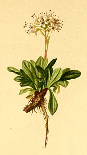 Valeriana saliunca &copy; Anton Hartinger