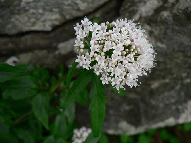 Valeriana tripteris © <a href="//commons.wikimedia.org/wiki/User:Vavrik" title="User:Vavrik">Martin Vavrik</a>