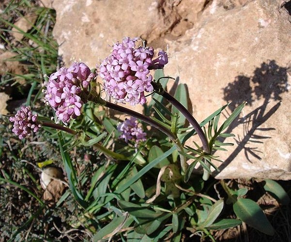 Valeriana tuberosa © 