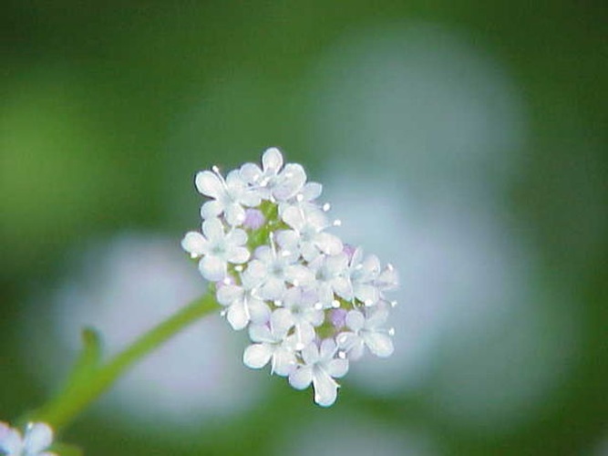 Valerianella coronata © Kurt Stüber <a rel="nofollow" class="external autonumber" href="http://www.kurtstueber.de/">[1]</a>