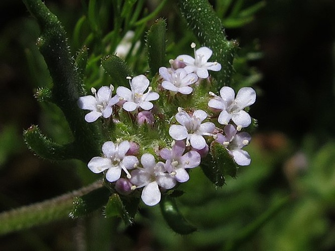 Valerianella discoidea © <a rel="nofollow" class="external text" href="https://www.flickr.com/people/70626035@N00">jacinta lluch valero</a> from madrid * barcelona...., (España-Spain)