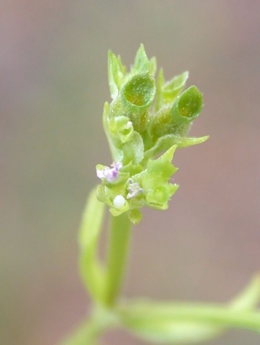 Valerianella muricata © Gideon Pisanty (<a href="//commons.wikimedia.org/wiki/User:Gidip" title="User:Gidip">Gidip</a>)