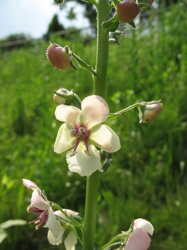 Verbascum blattaria © <a href="//commons.wikimedia.org/w/index.php?title=User:Sphl&amp;action=edit&amp;redlink=1" class="new" title="User:Sphl (page does not exist)">Sphl</a>