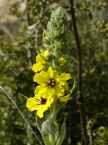 Verbascum boerhavii © <a href="//commons.wikimedia.org/wiki/User:Biopics" title="User:Biopics">Hans Hillewaert</a>