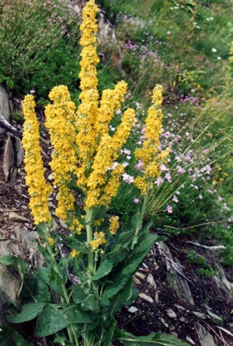 Verbascum chaixii © <a href="//commons.wikimedia.org/w/index.php?title=User:Ghislain118_(AD)&amp;action=edit&amp;redlink=1" class="new" title="User:Ghislain118 (AD) (page does not exist)">Ghislain118</a> <a rel="nofollow" class="external free" href="http://www.fleurs-des-montagnes.net">http://www.fleurs-des-montagnes.net</a>