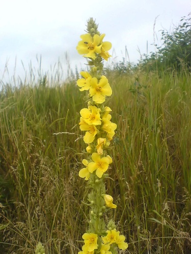 denseflower mullein &copy; <a href="https://de.wikipedia.org/wiki/Benutzer:Schnahacken" class="extiw" title="de:Benutzer:Schnahacken">Schnahacken</a>