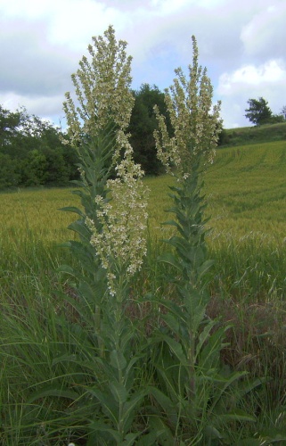 white mullein &copy; <a href="//commons.wikimedia.org/wiki/User:Victor_M._Vicente_Selvas" title="User:Victor M. Vicente Selvas">Victor M. Vicente Selvas</a>
