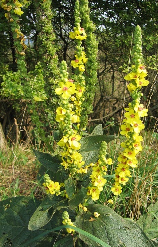 Dark Mullein © 