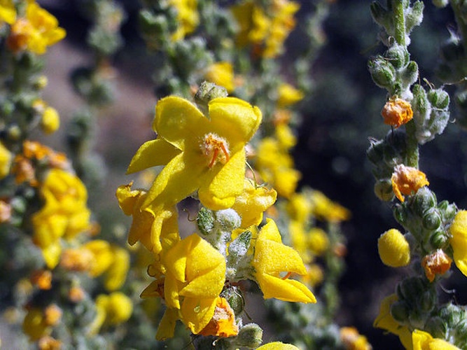 Verbascum pulverulentum &copy; <a href="//commons.wikimedia.org/wiki/User:Javier_martin" title="User:Javier martin">Javier martin</a>