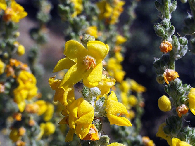 Verbascum pulverulentum © <a href="//commons.wikimedia.org/wiki/User:Javier_martin" title="User:Javier martin">Javier martin</a>