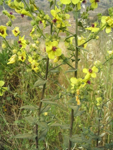 Verbascum sinuatum © <a href="https://en.wikipedia.org/wiki/User:Iorsh" class="extiw" title="en:User:Iorsh">Iorsh</a> at <a class="external text" href="http://en.wikipedia.org">en.wikipedia</a>