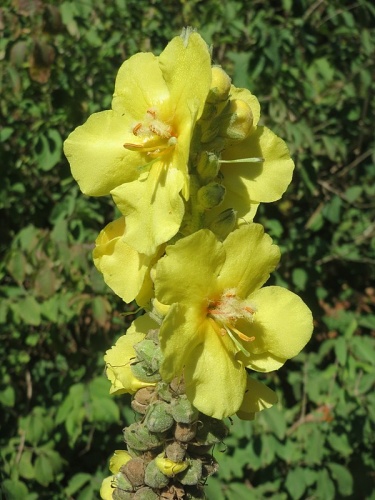 Verbascum thapsus &copy; <div class="fn value">
<a href="//commons.wikimedia.org/wiki/User:AnRo0002" title="User:AnRo0002">AnRo0002</a>
</div>
