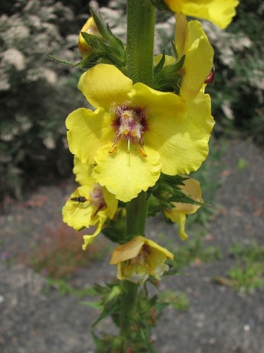 Verbascum virgatum &copy; <a href="https://en.wikipedia.org/wiki/User:Melburnian" class="extiw" title="en:User:Melburnian">Melburnian</a>