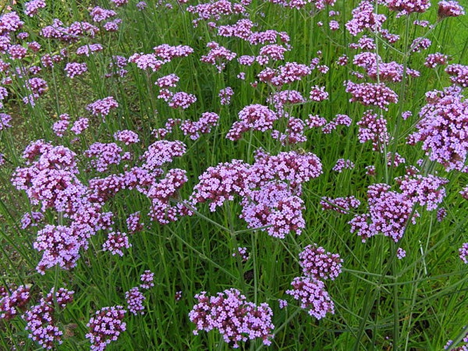 Verbena bonariensis &copy; <a rel="nofollow" class="external text" href="https://www.flickr.com/photos/90901507@N00">frank wouters</a>