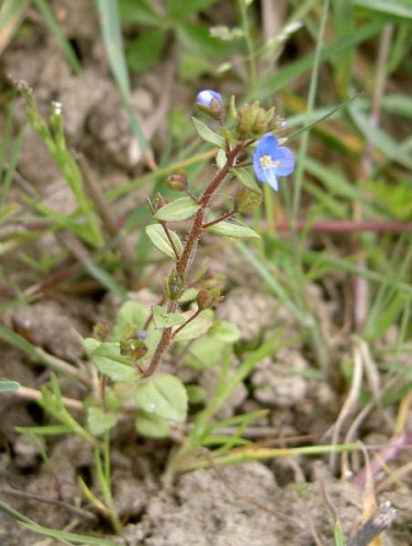 Veronica acinifolia © No machine-readable author provided. <a href="//commons.wikimedia.org/wiki/User:Aroche" title="User:Aroche">Aroche</a> assumed (based on copyright claims).