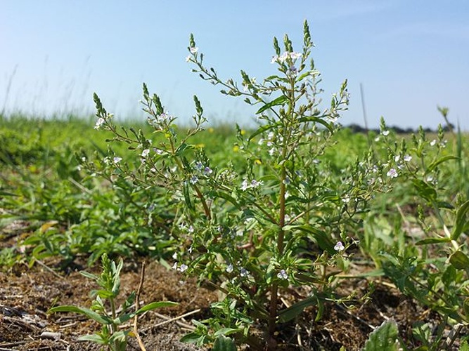 Veronica anagalloides &copy; <a href="//commons.wikimedia.org/wiki/User:Stefan.lefnaer" title="User:Stefan.lefnaer">Stefan.lefnaer</a>