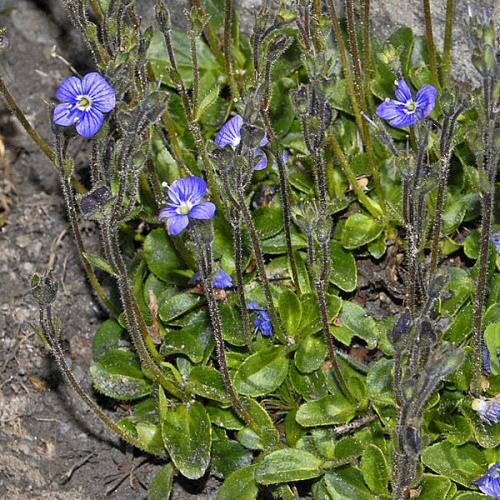 Veronica aphylla © <a href="//commons.wikimedia.org/wiki/User:Hectonichus" title="User:Hectonichus">Hectonichus</a>