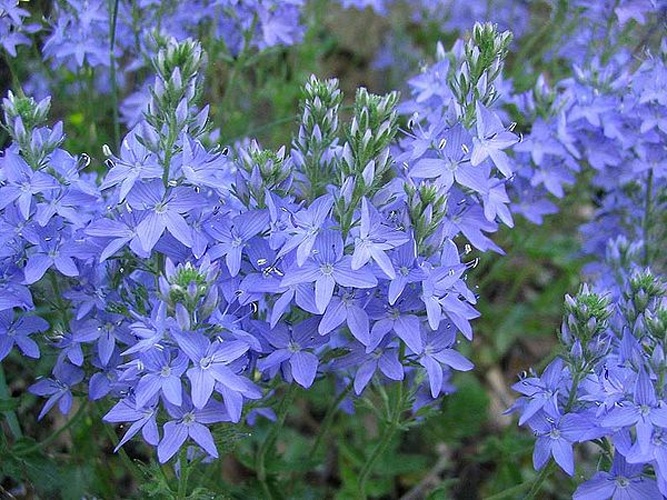 Veronica austriaca &copy; 