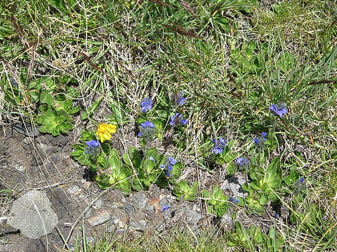 Veronica bellidioides © Meneerke bloem