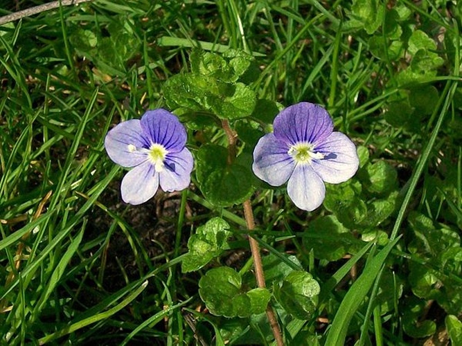 Veronica filiformis © <a href="//commons.wikimedia.org/wiki/User:AnemoneProjectors" title="User:AnemoneProjectors">AnemoneProjectors</a>