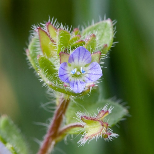 ivy-leaved speedwell © <a href="//commons.wikimedia.org/wiki/User:Kaldari" title="User:Kaldari">Kaldari</a>