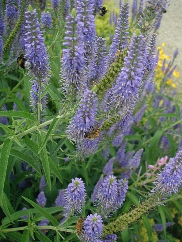 Veronica longifolia &copy; <a href="//commons.wikimedia.org/wiki/User:Sten" title="User:Sten">Sten Porse</a>