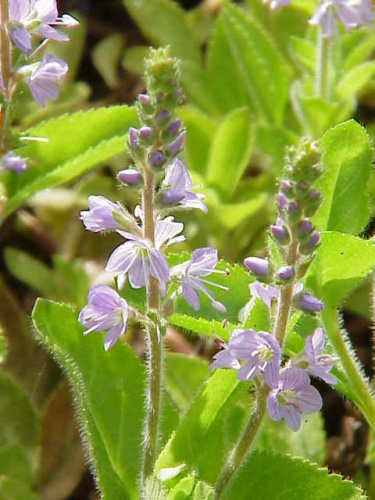 Veronica officinalis &copy; Kurt Stüber <a rel="nofollow" class="external autonumber" href="http://www.kurtstueber.de/">[1]</a>