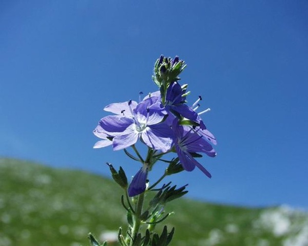 Veronica orsiniana &copy; H. Brisse