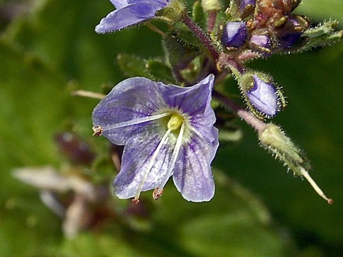 Veronica ponae © <a href="//commons.wikimedia.org/wiki/User:Hectonichus" title="User:Hectonichus">Hectonichus</a>