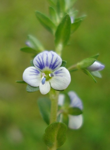 Veronica serpyllifolia &copy; <a href="//commons.wikimedia.org/wiki/User:Fornax" title="User:Fornax">Fornax</a>