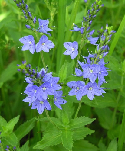 Veronica teucrium &copy; <a href="https://en.wikipedia.org/wiki/lt:User:Algirdas" class="extiw" title="w:lt:User:Algirdas">Algirdas</a> at <a href="https://en.wikipedia.org/wiki/lt:" class="extiw" title="w:lt:">Lithuanian Wikipedia</a>