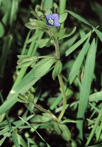 Veronica triphyllos © 