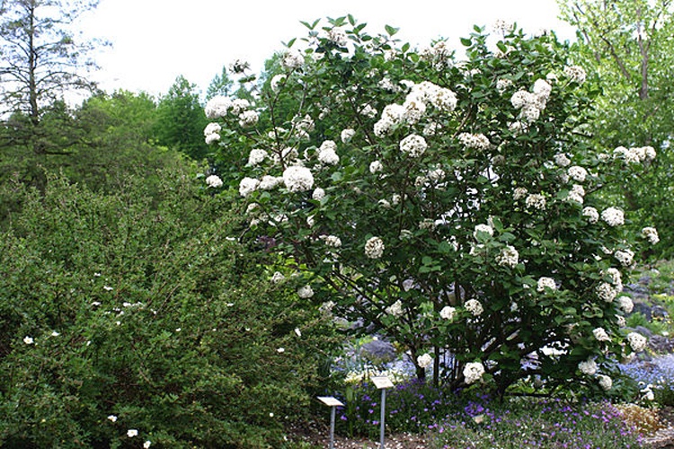 Viburnum carlesii © <a href="//commons.wikimedia.org/wiki/User:R%C3%BCdiger_W%C3%B6lk" title="User:Rüdiger Wölk">Rüdiger Wölk</a> 
<table align="center" style="width:50%; background-color:#f8f8f8; border:2px solid #e0e0e0; padding:5px;"><tbody>
<tr><td align="center">
<i><a href="https://upload.wikimedia.org/wikipedia/commons/7/79/BotGartenMuenster_KoreaSchneeball_6672.jpg" class="internal" title="BotGartenMuenster KoreaSchneeball 6672.jpg">This photo</a> was taken by </i><b><a href="//commons.wikimedia.org/wiki/User:R%C3%BCdiger_W%C3%B6lk" title="User:Rüdiger Wölk">Rüdiger Wölk</a></b><i>.  Please credit this photo </i><b>Rüdiger Wölk, Münster</b><i>.</i>
</td></tr>
<tr><td align="center">
<small><a class="external text" href="http://commons.wikimedia.org/wiki/Category:Pictures_by_R%C3%BCdiger_W%C3%B6lk">View all photos (large page) of Rüdiger Wölk</a>
</small><p><small></small>
I would also appreciate an email to rudiger.wolk@gmail.com with details of use.
</p>
<p>Für Hinweise auf Veröffentlichungen (ru