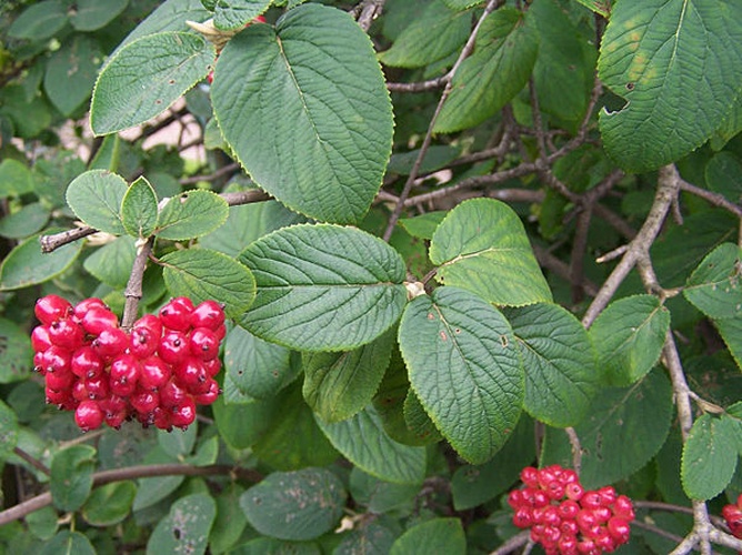 Viburnum lantana &copy; Opioła Jerzy