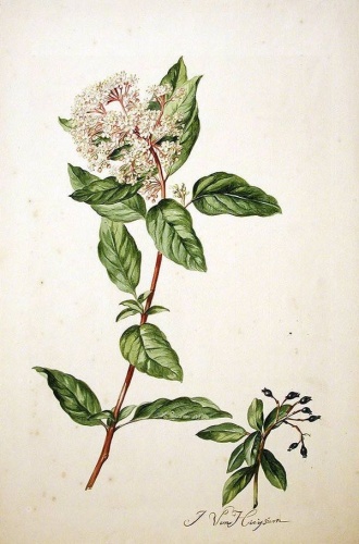 Viburnum tinus © <bdi><a href="https://en.wikipedia.org/wiki/en:Jacob_van_Huysum" class="extiw" title="w:en:Jacob van Huysum">Jacob van Huysum</a>
</bdi>