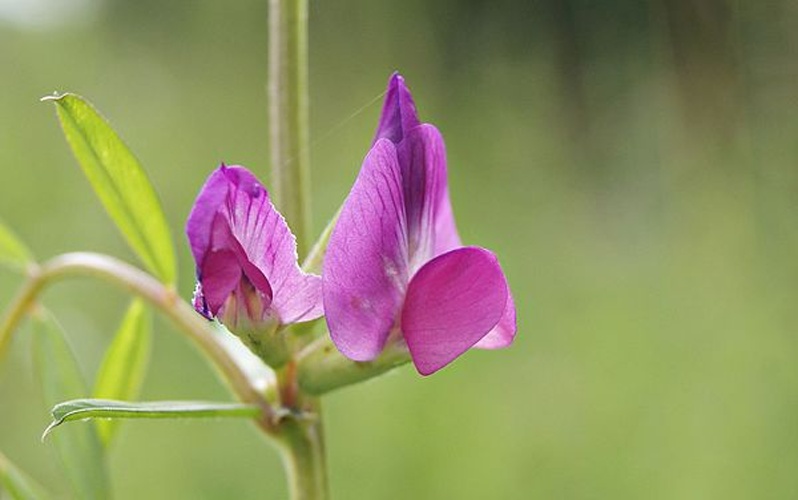 Vicia angustifolia &copy; <a href="//commons.wikimedia.org/wiki/User:Danny_S." title="User:Danny S.">Danny Steven S.</a>
