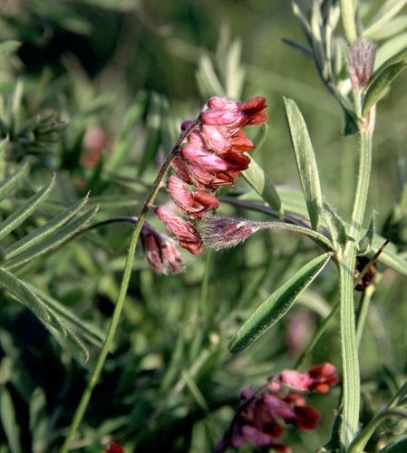 Vicia benghalensis © Gordon Leppig &amp; Andrea J. Pickart