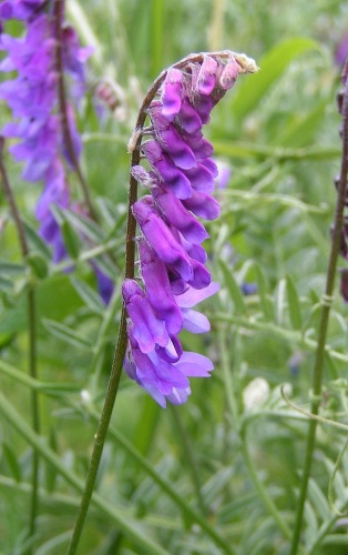 Vicia cracca &copy; The original uploader was <a href="https://en.wikipedia.org/wiki/User:Sannse" class="extiw" title="wikipedia:User:Sannse">Sannse</a> at <a href="https://en.wikipedia.org/wiki/" class="extiw" title="wikipedia:">English Wikipedia</a>.