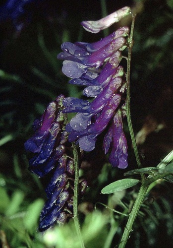 Vicia dasycarpa © 